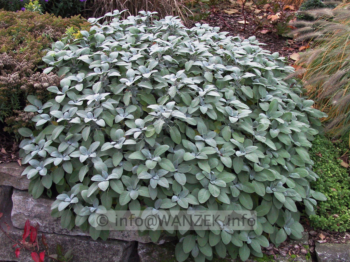 Salvia officinalis Berggarten 01.JPG